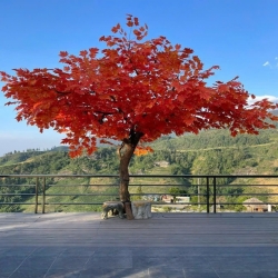 Cây Lá Phong Đỏ 03