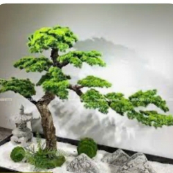 CAY TUNG 