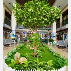 Cây Si Gỉa 02