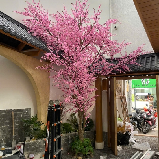 Cây Hoa Anh Đào 03