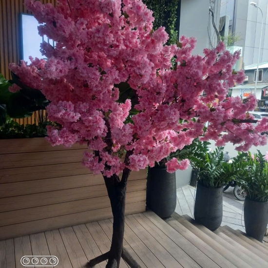 Cây Hoa Anh Đào 03