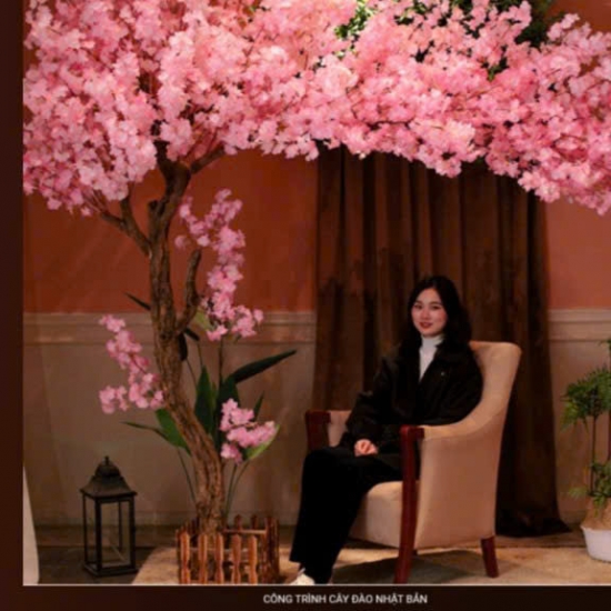 Cây Hoa Anh Đào 03