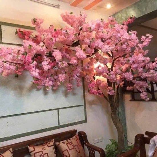 Cây Hoa Anh Đào 03