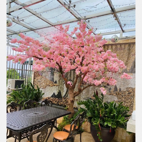 Cây Hoa Anh Đào 03
