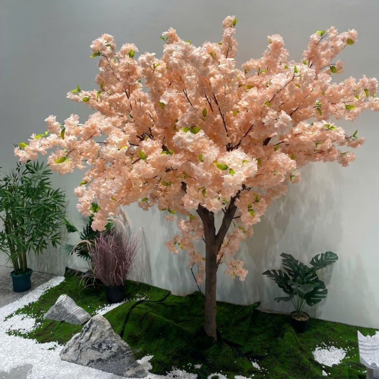 Cây Hoa Anh Đào 03