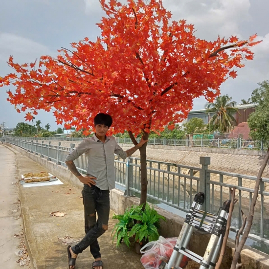 Cây Lá Phong Đỏ 01