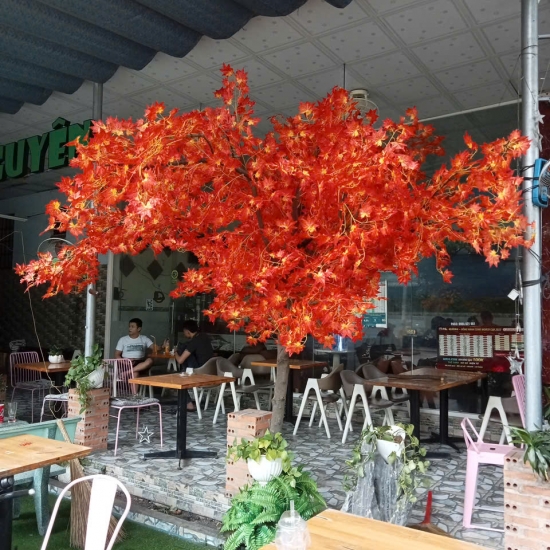 Cây Lá Phong Đỏ 01