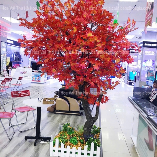Cây Lá Phong Đỏ 01