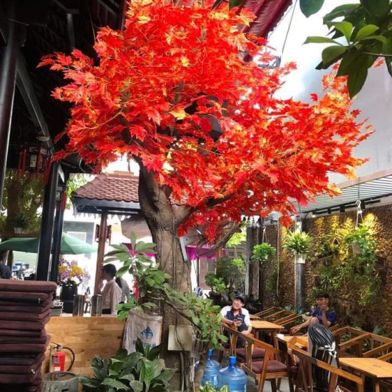 Cây Lá Phong Đỏ 01