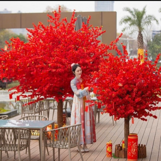 Cây Lá Phong Đỏ 01