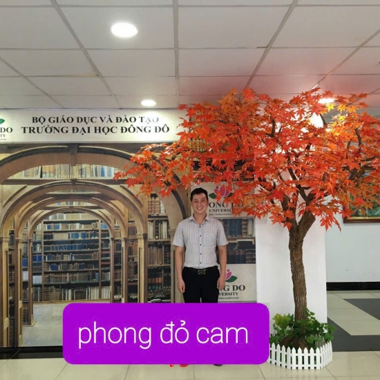 Cây Lá Phong Đỏ 03