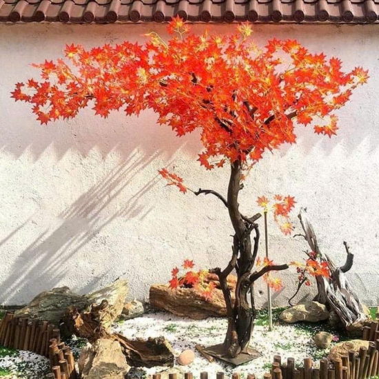 Cây Lá Phong Đỏ 03
