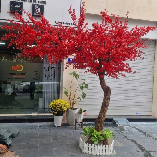 Cây Lá Phong Đỏ 03