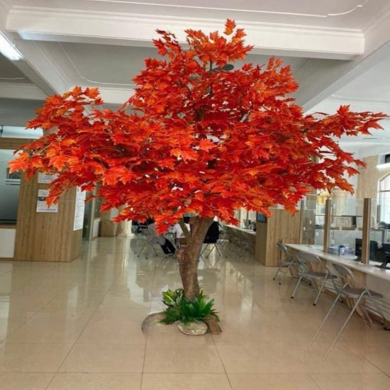 Cây Lá Phong Đỏ 03