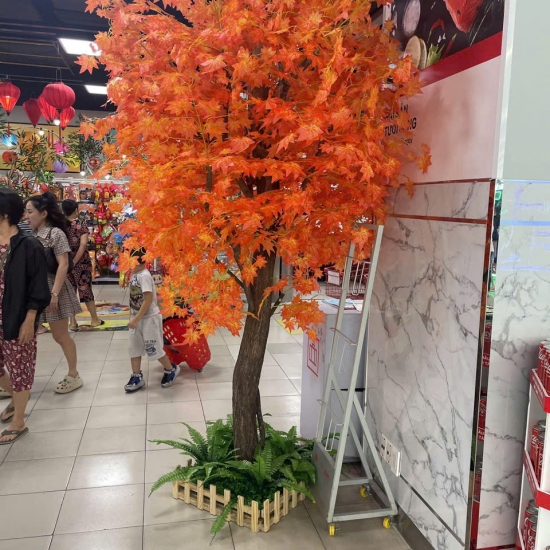 Cây Lá Phong Đỏ 03