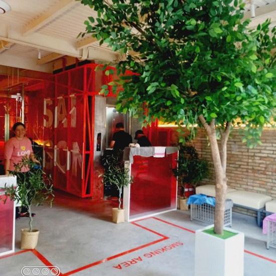 Cây Si Gỉa 02