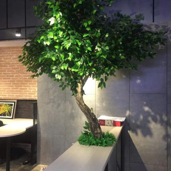 Cây Si Gỉa 02