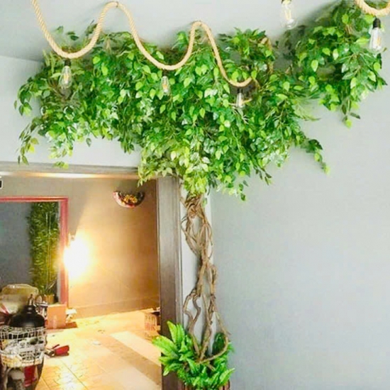Cây Si Gỉa 02