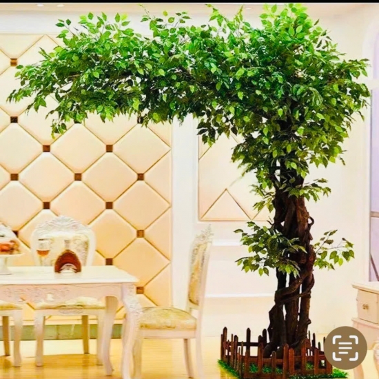 Cây Si Gỉa 02