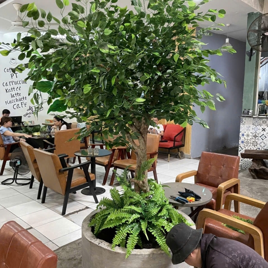 Cây Si Gỉa 02