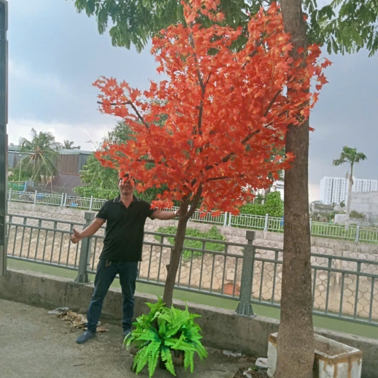 Cây Lá Phong Đỏ 08