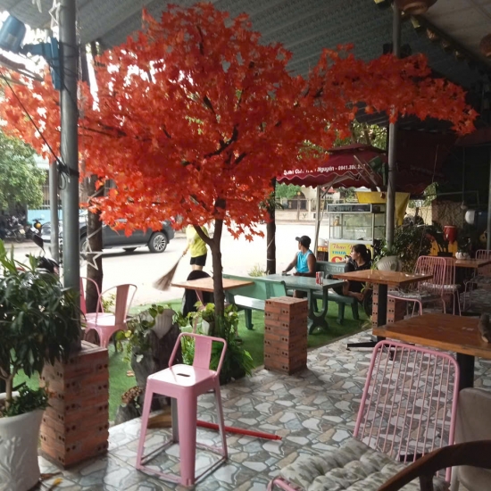 Cây Lá Phong Đỏ 08
