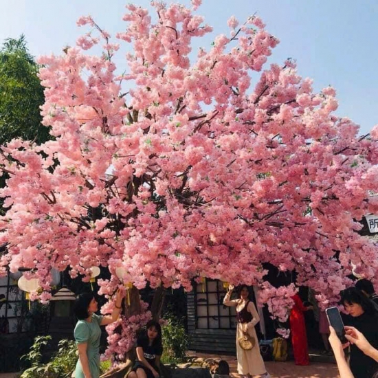 Cây Hoa Anh Đào 01