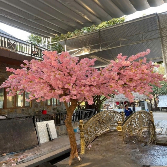 Cây Hoa Anh Đào 01