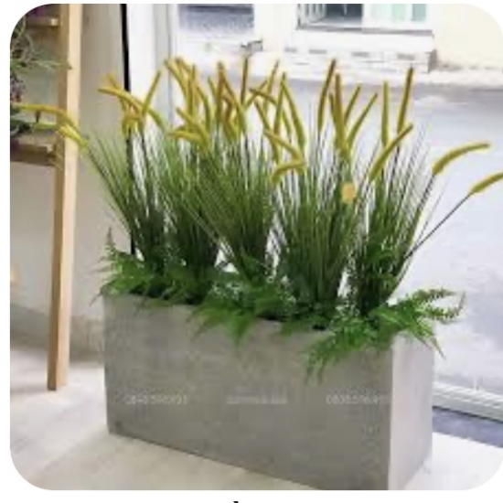 Bục Cây Văn Phòng 03