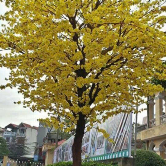 Cây Hoa MAI VANG
