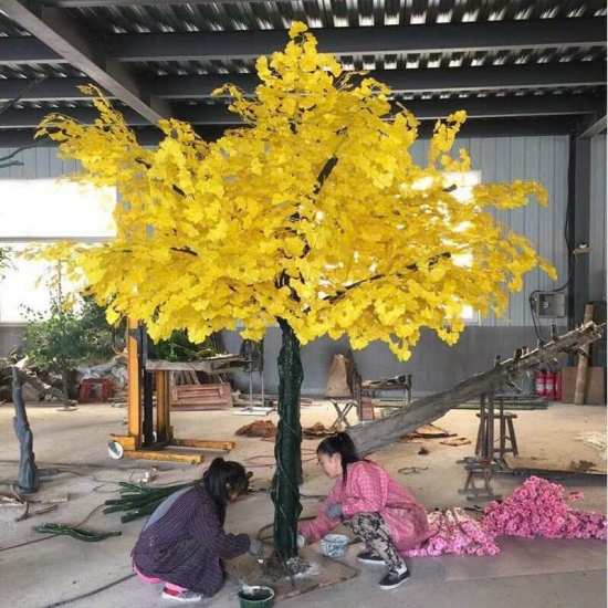 Cây Hoa MAI VANG
