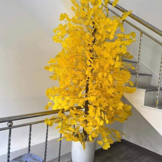 Cây Hoa MAI VANG