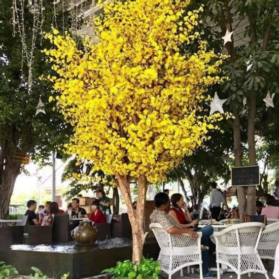Cây Hoa MAI VANG