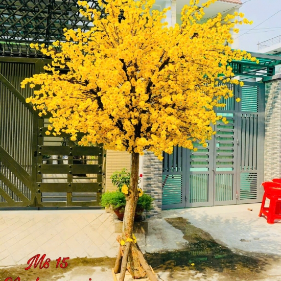 Cây Hoa MAI VANG