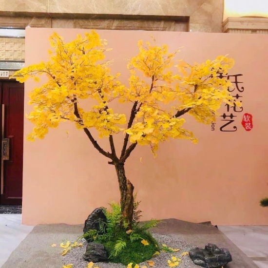 Cây Hoa MAI VANG