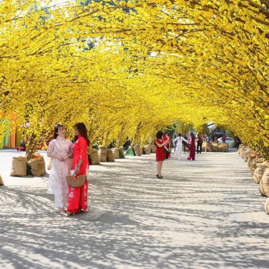 Cây Hoa MAI VANG