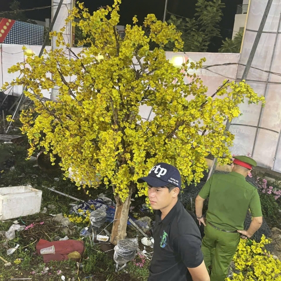 Cây Hoa MAI VANG
