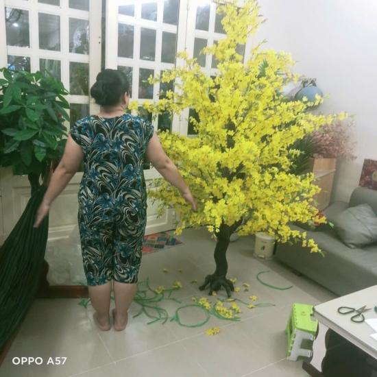 Cây Hoa MAI VANG