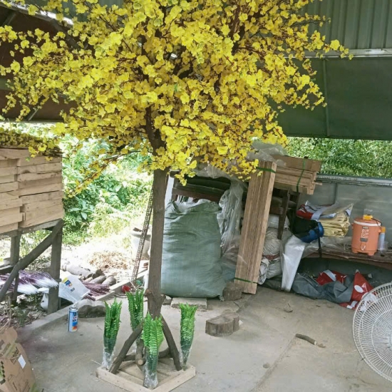 Cây Hoa MAI VANG