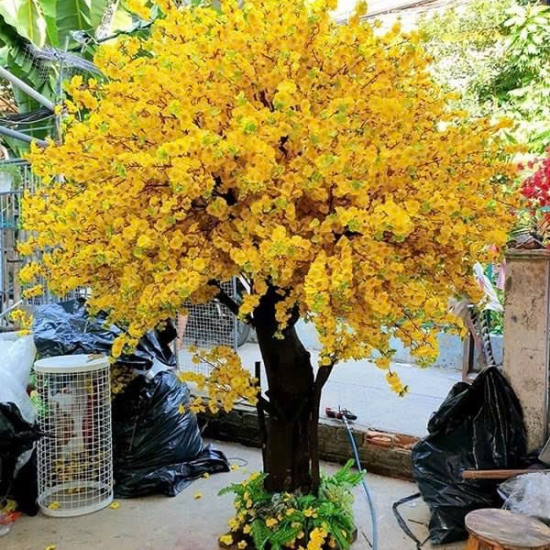 Cây Hoa MAI VANG