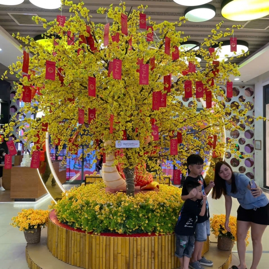 Cây Hoa MAI VANG