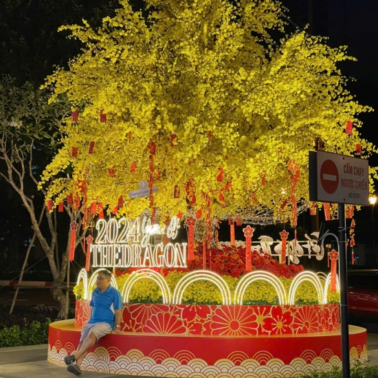 Cây Hoa MAI VANG