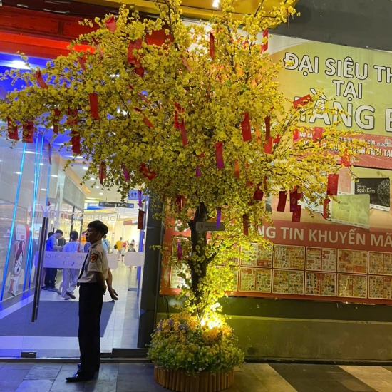 Cây Hoa MAI VANG
