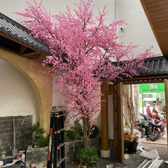 Cây Hoa Anh Đào 05