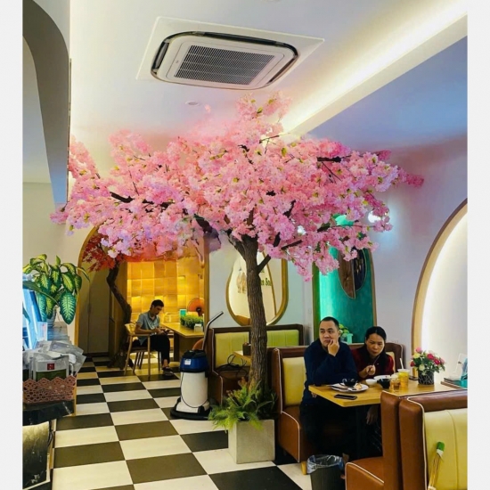 Cây Hoa Anh Đào 05