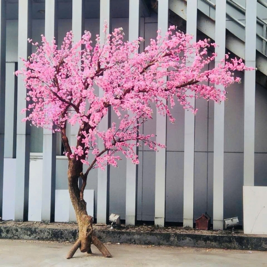 Cây Hoa Anh Đào 05