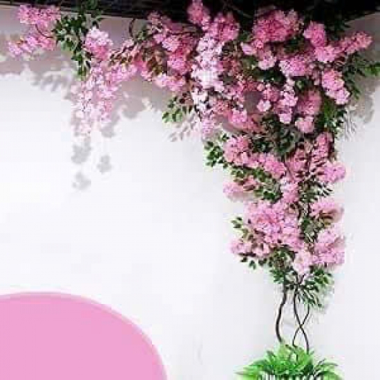 Cây Hoa Anh Đào 05