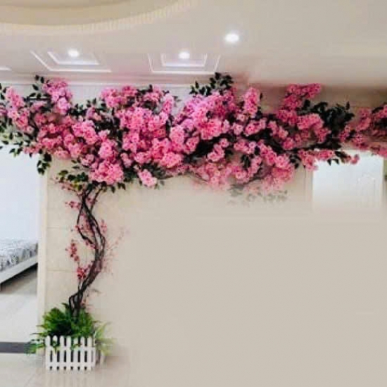 Cây Hoa Anh Đào 05