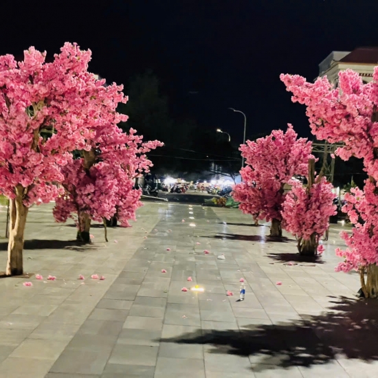 Cây Hoa Anh Đào 05