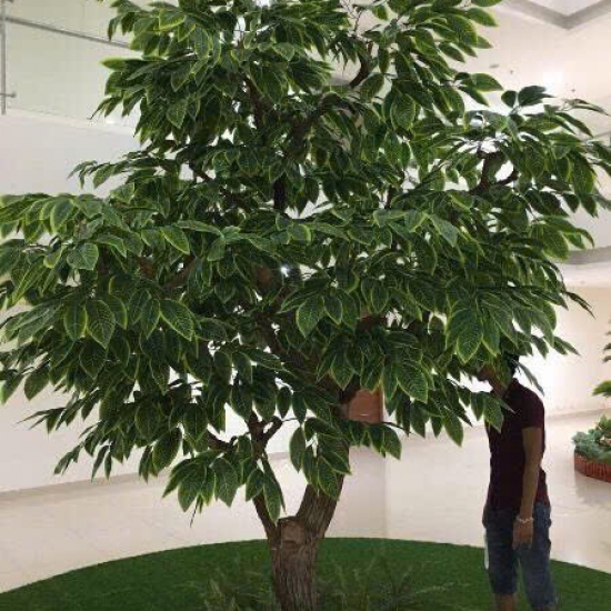 Cây Si Gỉa 06